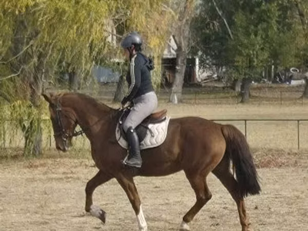 Faras dhaddig, Hungarian horse breed
