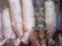Sow, Pigs — photo 1