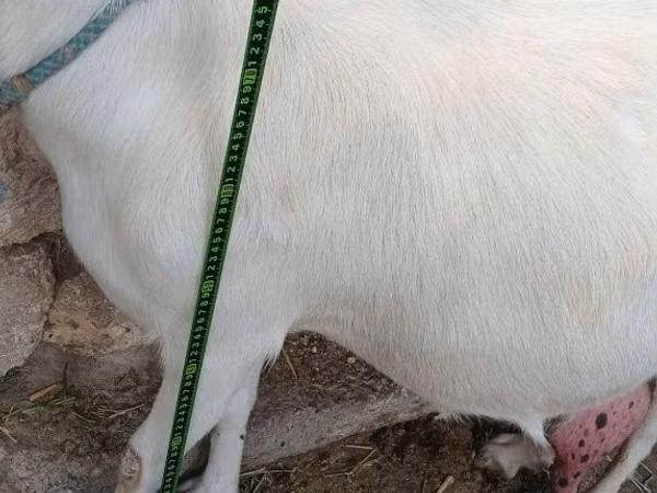 Goat, Goats — Uzbekistan