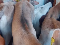 Гововмол (партия, ҷинс муайян нашудааст), Simmental cattle — акс 2