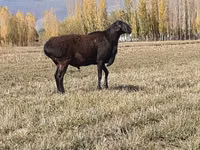 قوچ, گوسفند — عکس 2