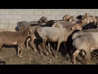 Sheep, Arashan sheep — photo 7