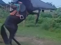 Kůň, Black Sea breed — foto 1