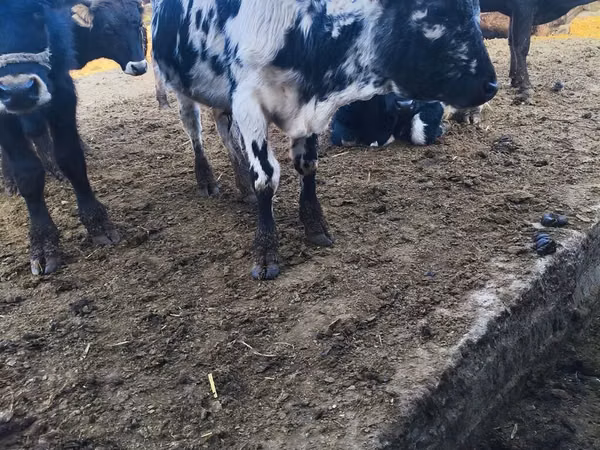 Tyre, Russian Black pied cattle