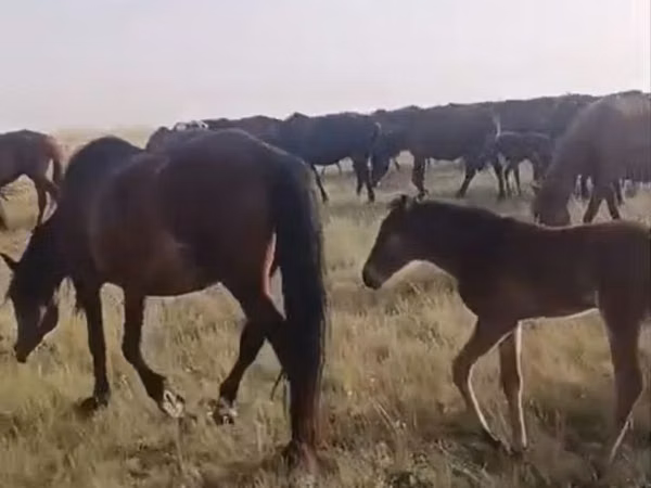 Mare, Kazakh horse