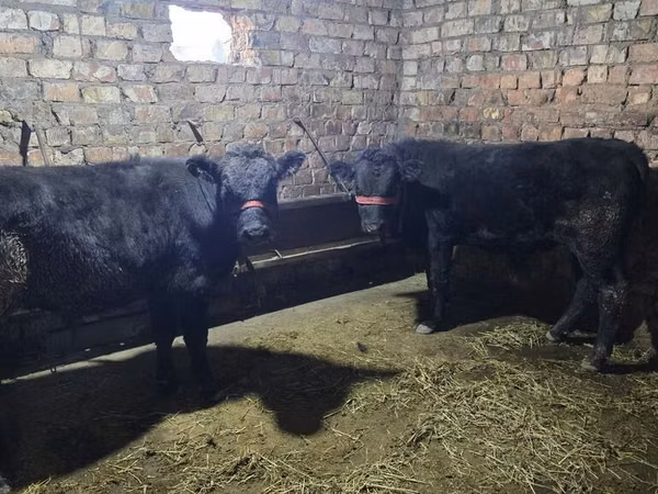 Toro, Aberdeen-Angus