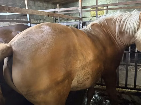 Mare, Horses