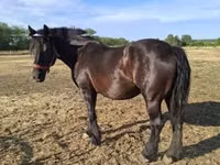 Mare, Horses — photo 3