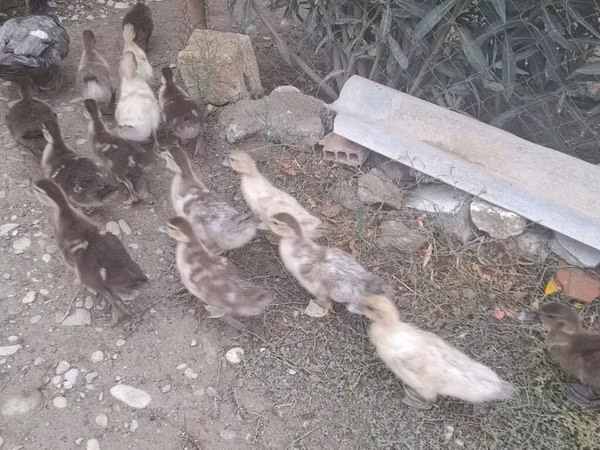 Ducks — Azerbejdżan