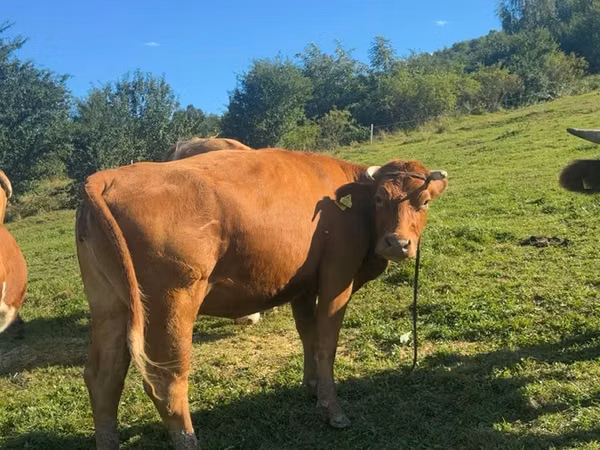 母牛, Limousin cow