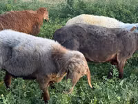 Schaf, Schafe — Foto 4