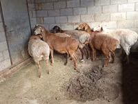 भेड़, भेड़ — फ़ोटो 5