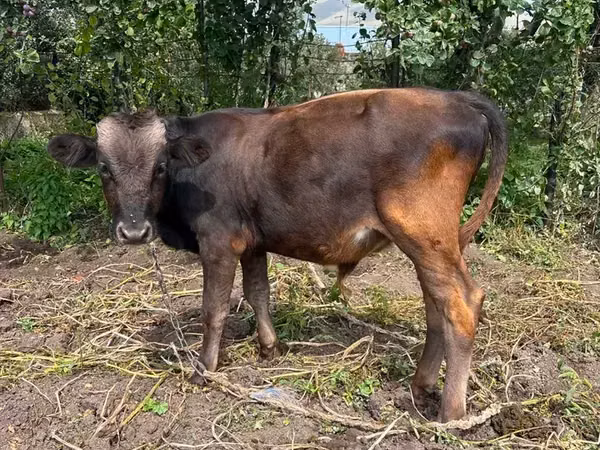Bull, Cattle — Armenia