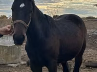 Mare, Nonius horse — photo 4