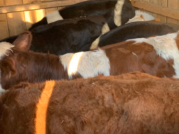 گاو و گوساله (گروه، جنسیت مشخص نشده), Simmental cattle