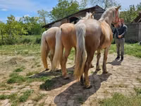 Kobila, Коњи — fotografija 1