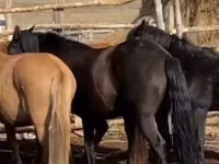 母马, Kazakh horse — 照片 2