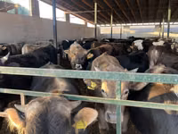 Dibi, Swiss cattle — sawirka 2