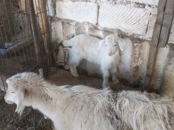Goat, Goats — Uzbekistan