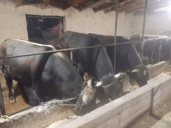 Bull, Swiss cattle — Kyrgyzstan
