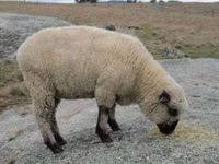 قوچ, Hampshire sheep — عکس 4