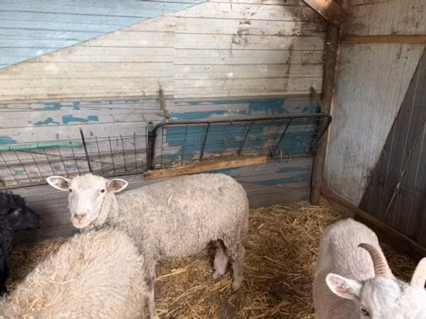 Sheep, Merino sheep — Hungary
