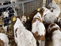 ወንድ በሬ, Simmental cattle — ፎቶ 5