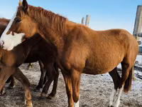 Mare, Thoroughbred horse — photo 3