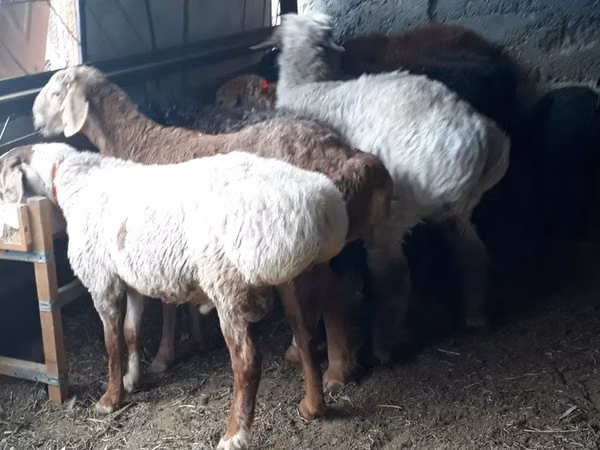 قوچ, گوسفند — قزاقستان