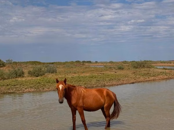 Mare, Horses — Kazakhstan