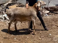 Ram, Sheep — photo 1