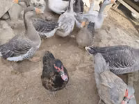 Geese — акс 2