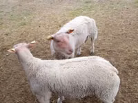 ცხვრები (პარტია, სქესი არ არის მითითებული), Charollais sheep — ფოტო 2