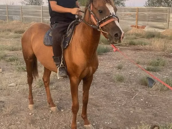 Horse (M), Horses — Kazakhstan