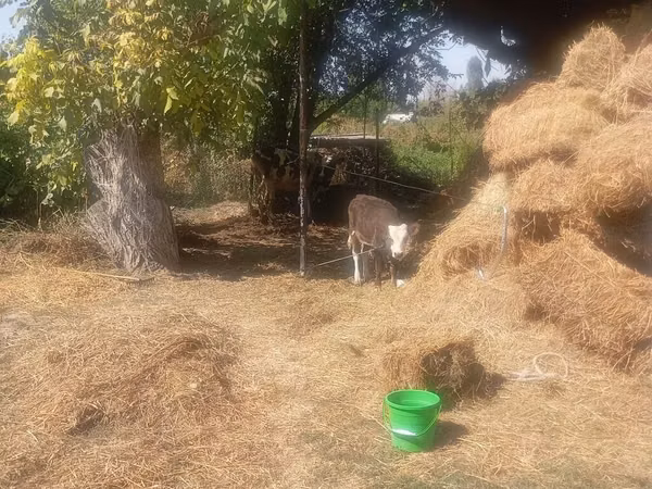 Bull, Cattle — Kyrgyzstan