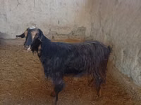 母山羊, Goats — 照片 3