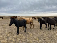 Horse (M), Horses — photo 3