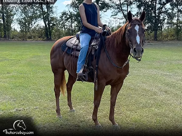 Mare, Quarter Horse