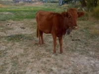 सांड, मवेशी — फ़ोटो 2