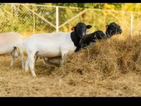 Ovan, Dorper sheep — fotografija 5