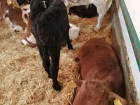 Goveda (partija, pol nije naveden), Simmental cattle — fotografija 4
