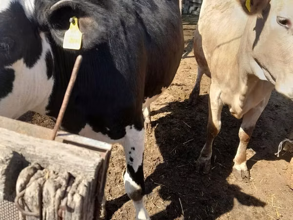Cow, Holstein breed — Kyrgyzstan