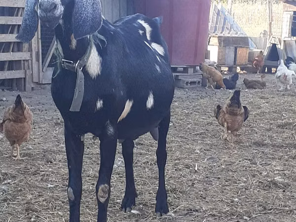 Goat, Nubian Goat — Moldova