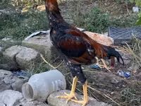 Shamo tavukları — foto 3