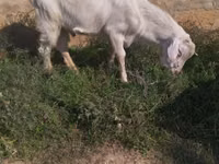 ወንድ ፍየል, Saanen goat — ፎቶ 2