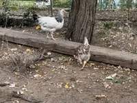 سسیکس — تصویر 1