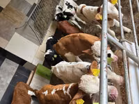 ወንድ በሬ, Simmental cattle — ፎቶ 1