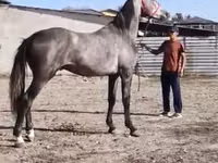Horse (M), Horse breed — photo 1