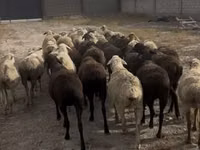 Sheep, Sheep — photo 1