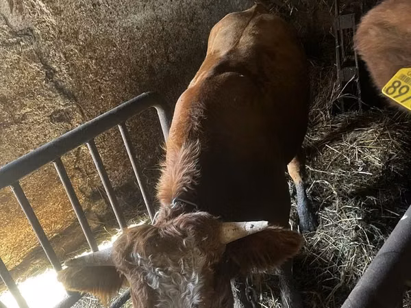 Cattle (batch, sex not specified), Simmental cattle — Poland
